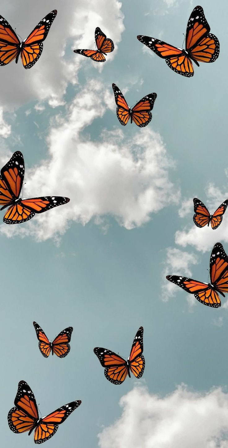 papel de parede com borboleta — foto 2