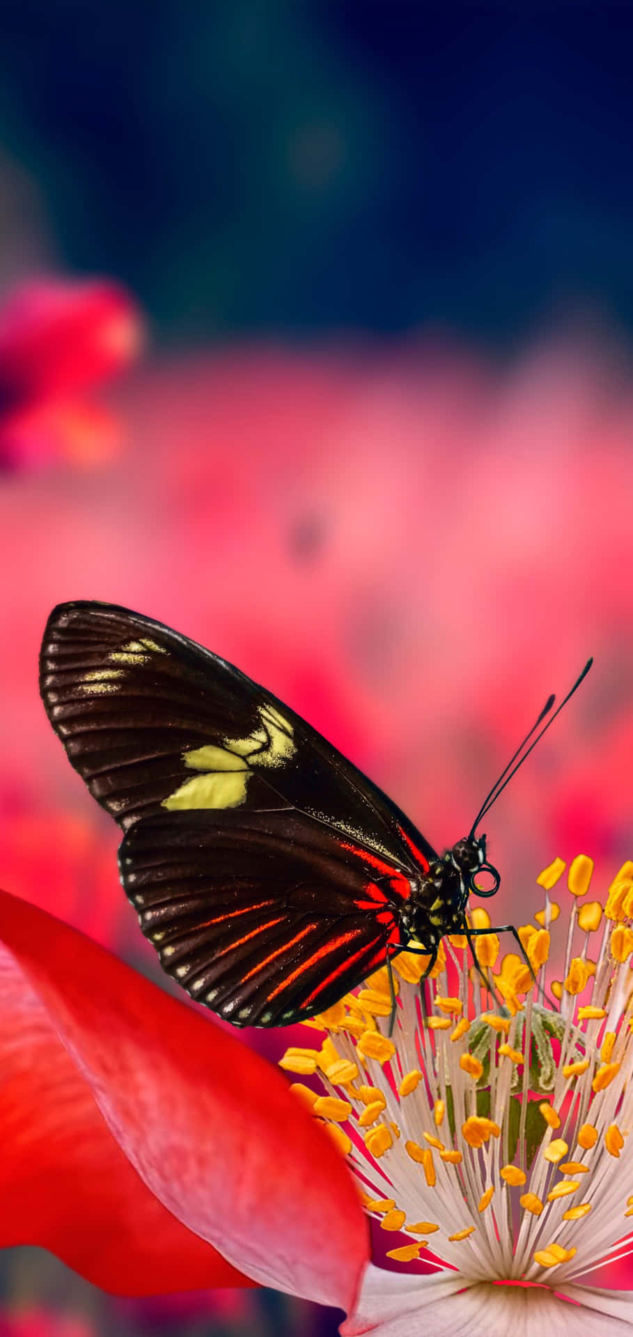 papel de parede com borboleta — foto 13