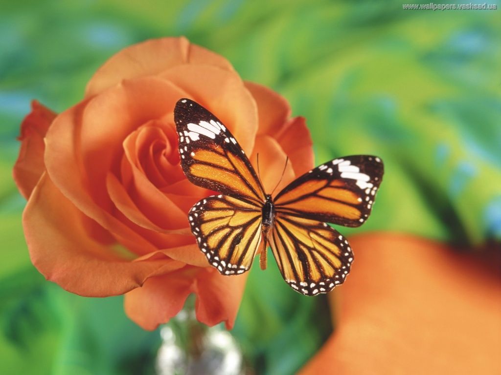 papel de parede com borboleta — foto 15