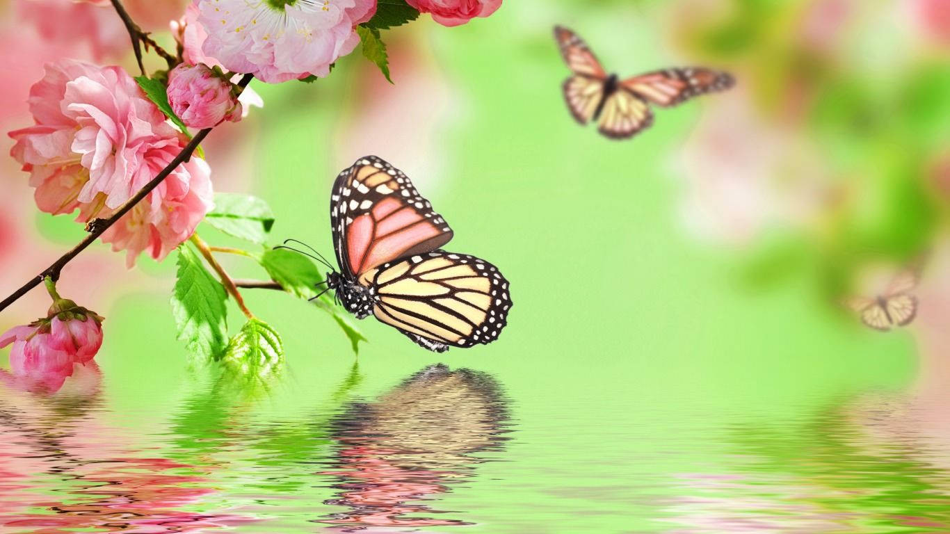 papel de parede com borboleta — foto 6