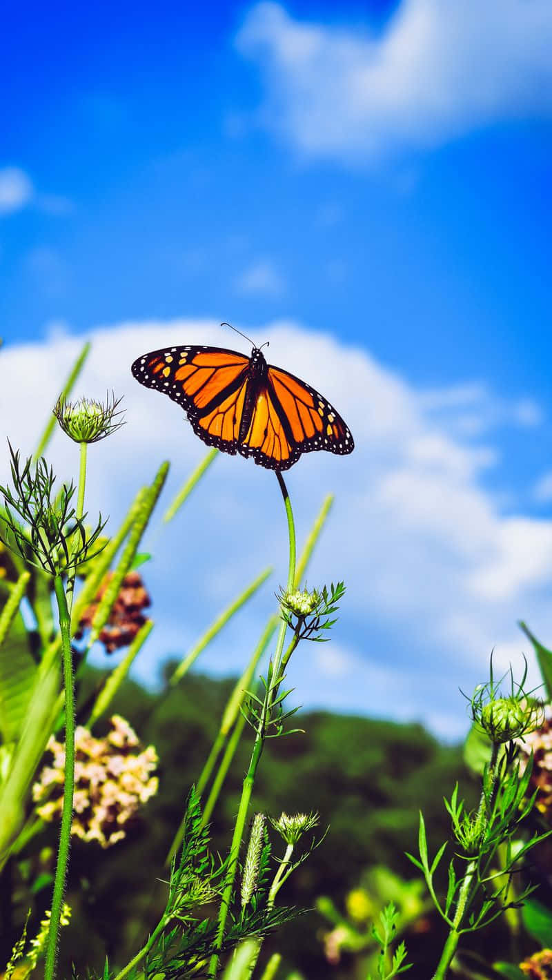 papel de parede com borboleta — foto 9