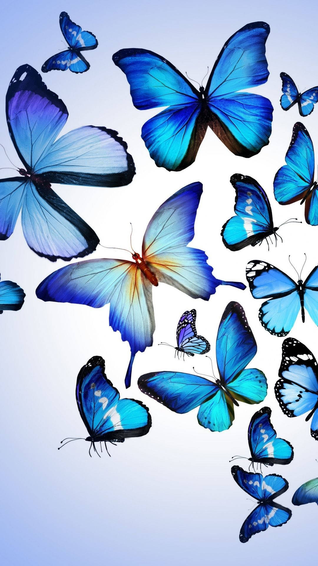 papel de parede com borboleta — foto 10