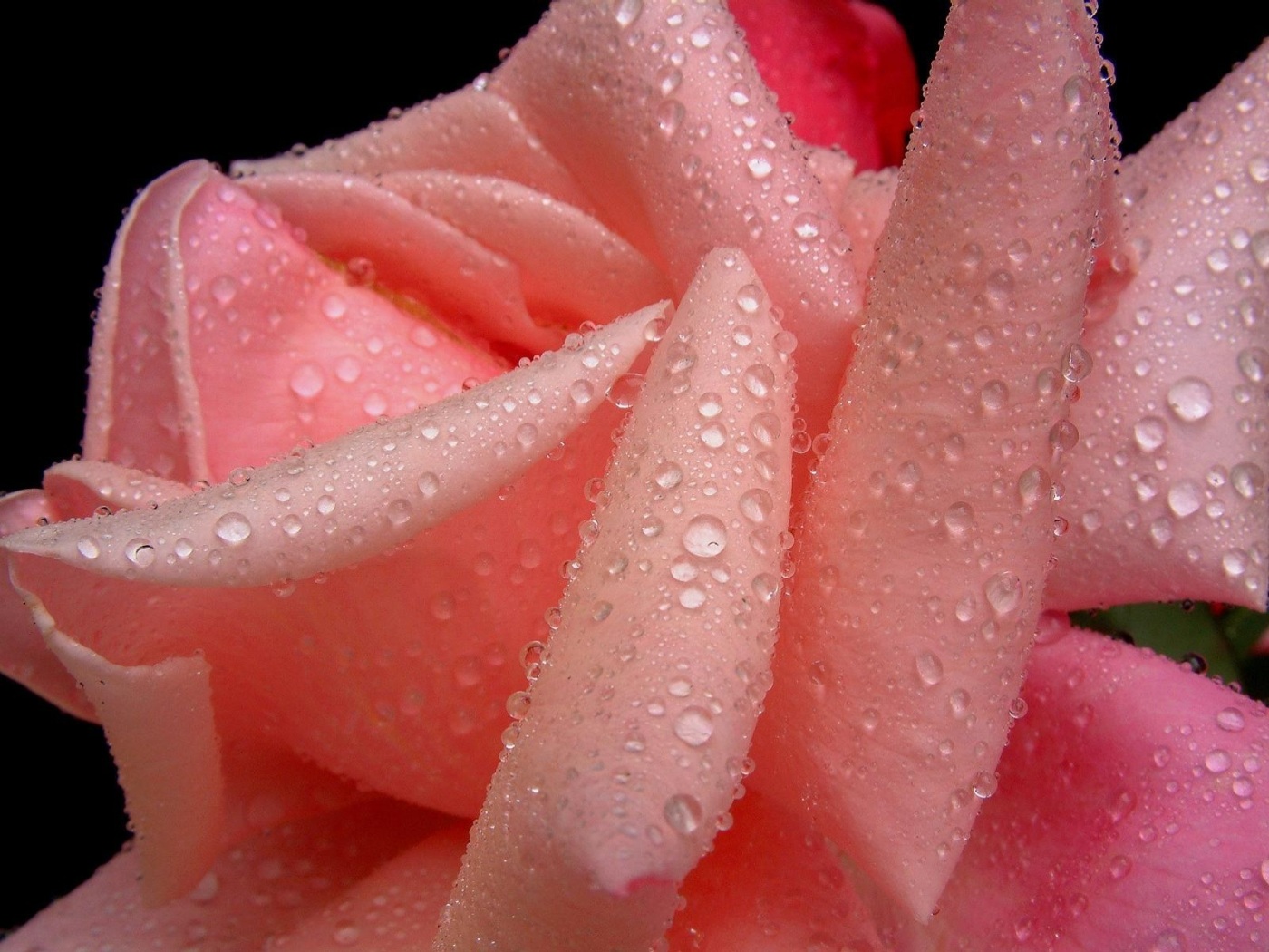papel de parede rose — foto 6